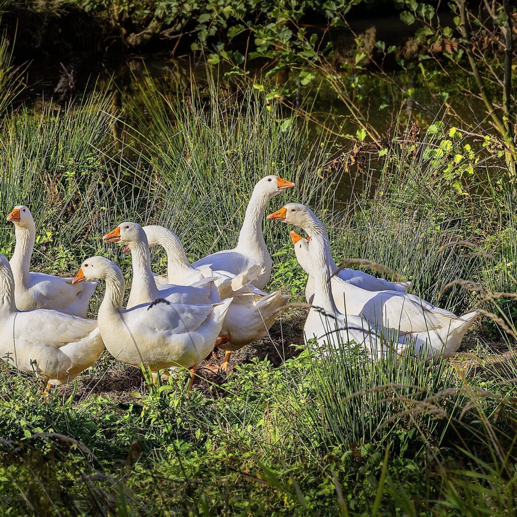 Gans.Exklusiv