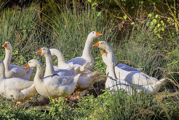 Gans.Exklusiv